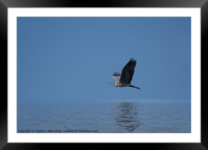 Heron over water Framed Mounted Print by Stephen Giles