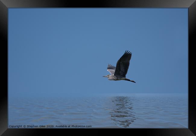 Heron over water Framed Print by Stephen Giles