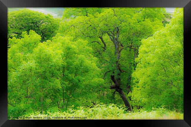 Ash Tree Wood in Rhondda Valley South Wales  Framed Print by Nick Jenkins