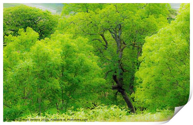 Ash Tree Wood in Rhondda Valley South Wales  Print by Nick Jenkins