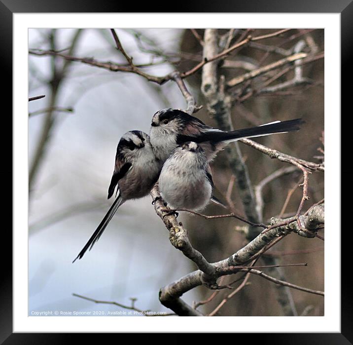 Long Tailed Tits on a Winter's Day Framed Mounted Print by Rosie Spooner
