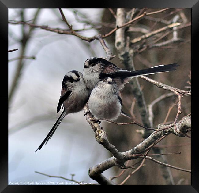 Long Tailed Tits on a Winter's Day Framed Print by Rosie Spooner