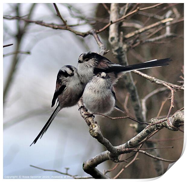 Long Tailed Tits on a Winter's Day Print by Rosie Spooner