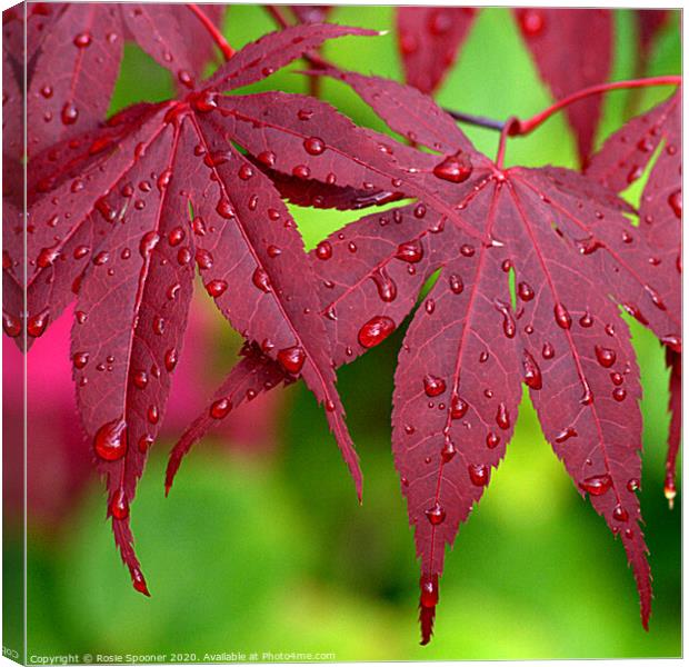 Raindrops on Red Leaves Canvas Print by Rosie Spooner