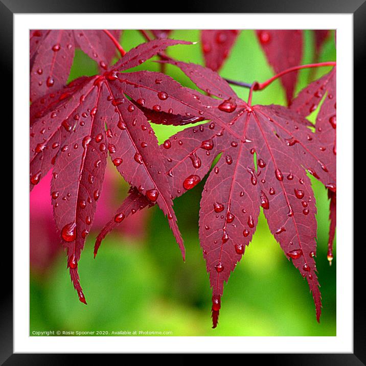 Raindrops on Red Leaves Framed Mounted Print by Rosie Spooner