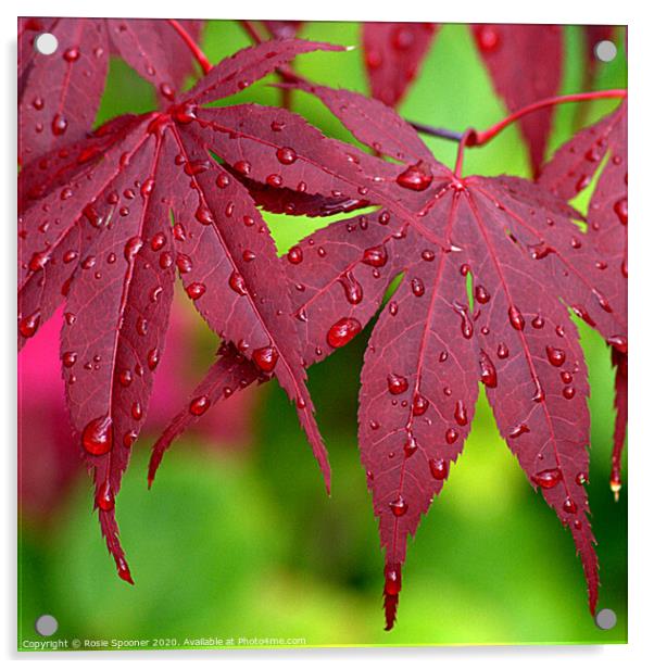 Raindrops on Red Leaves Acrylic by Rosie Spooner
