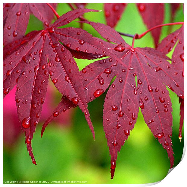 Raindrops on Red Leaves Print by Rosie Spooner