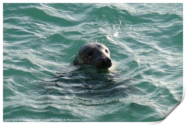 Seal in Turquoise water Print by Rosie Spooner