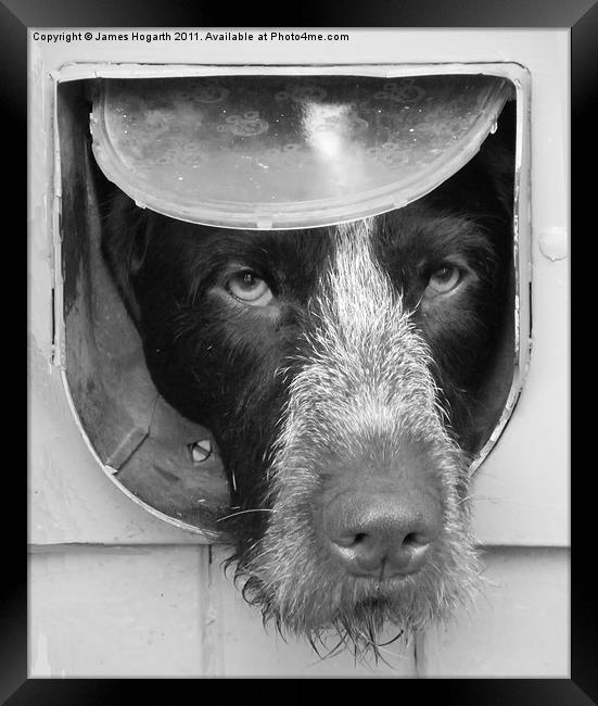 B & W Dog in a Flap Framed Print by James Hogarth