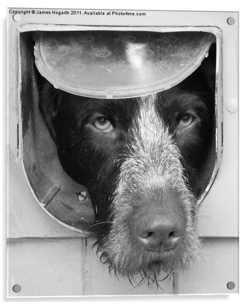B & W Dog in a Flap Acrylic by James Hogarth