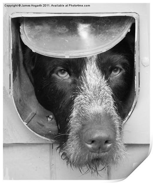 B & W Dog in a Flap Print by James Hogarth