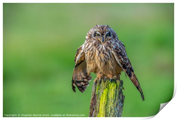 Short eared owl bird of prey Print by Stephen Rennie