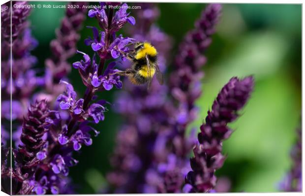 Lavender Bee Canvas Print by Rob Lucas