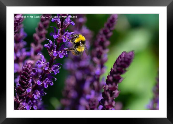 Lavender Bee Framed Mounted Print by Rob Lucas