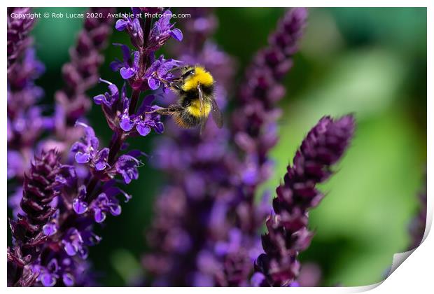 Lavender Bee Print by Rob Lucas