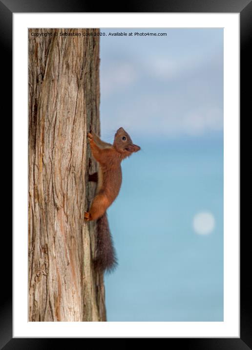Red Squirrel Framed Mounted Print by Sebastien Coell