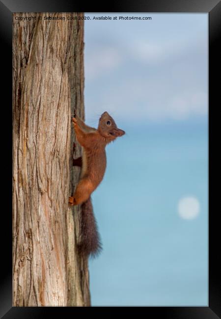 Red Squirrel Framed Print by Sebastien Coell