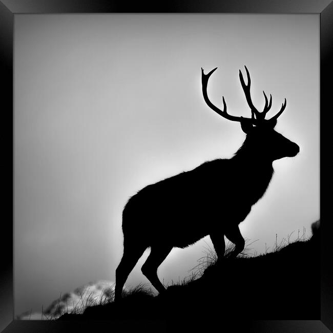 Red Deer Stag Silhouetted Framed Print by Derek Beattie