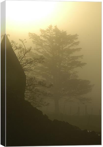 Tree in the mist Canvas Print by Cel Jones