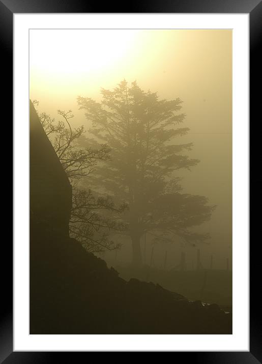 Tree in the mist Framed Mounted Print by Cel Jones