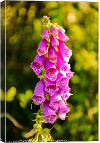 Beautiful Foxglove flowers in Spring Canvas Print by Tim Snow