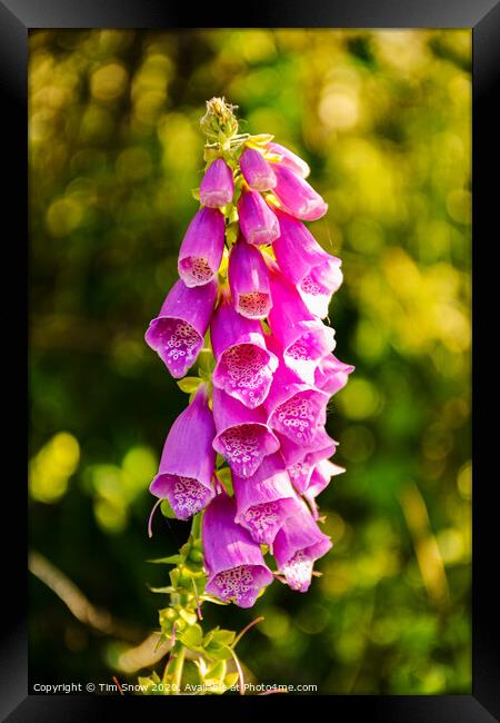 Beautiful Foxglove flowers in Spring Framed Print by Tim Snow
