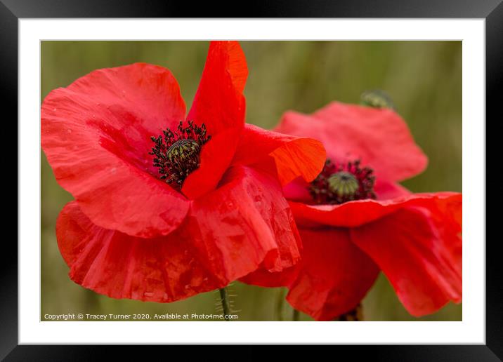 Poppy Duo, Remembrance and Hope Framed Mounted Print by Tracey Turner