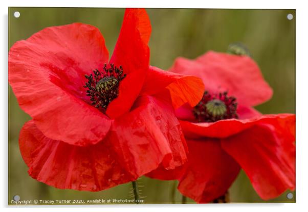 Poppy Duo, Remembrance and Hope Acrylic by Tracey Turner