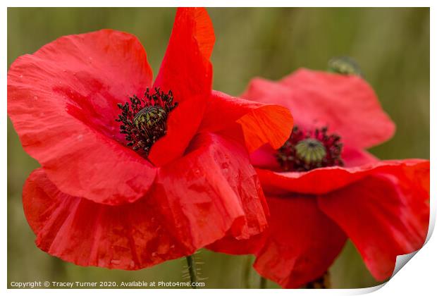 Poppy Duo, Remembrance and Hope Print by Tracey Turner