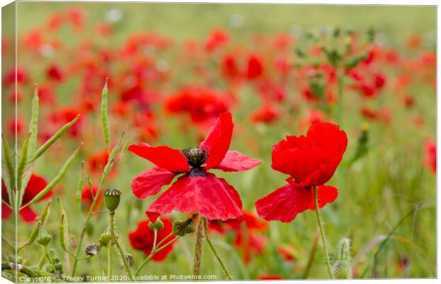 Poppies Canvas Print by Tracey Turner