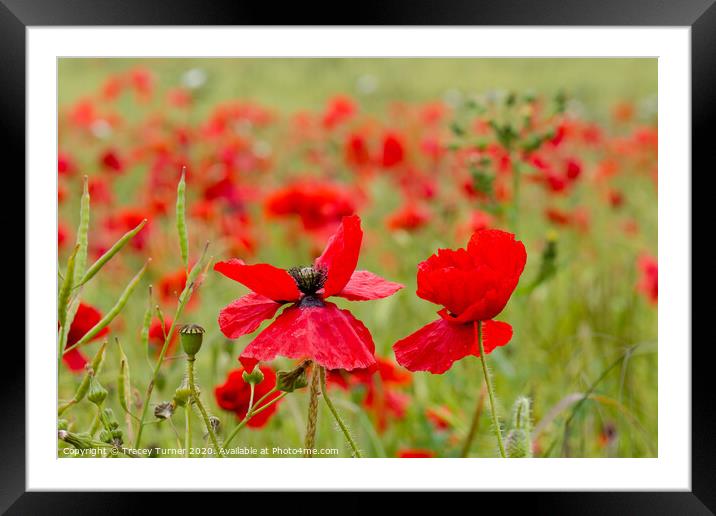 Poppies Framed Mounted Print by Tracey Turner