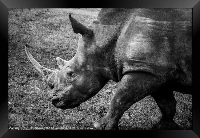Rhinoceros Framed Print by Heidi Stewart