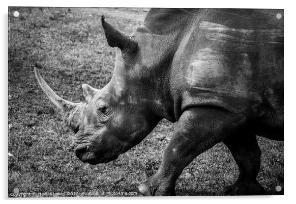 Rhinoceros Acrylic by Heidi Stewart