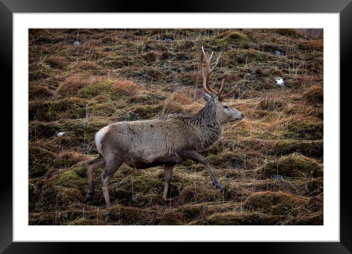 Red Deer Stag in Natural Habitat Framed Mounted Print by Derek Beattie