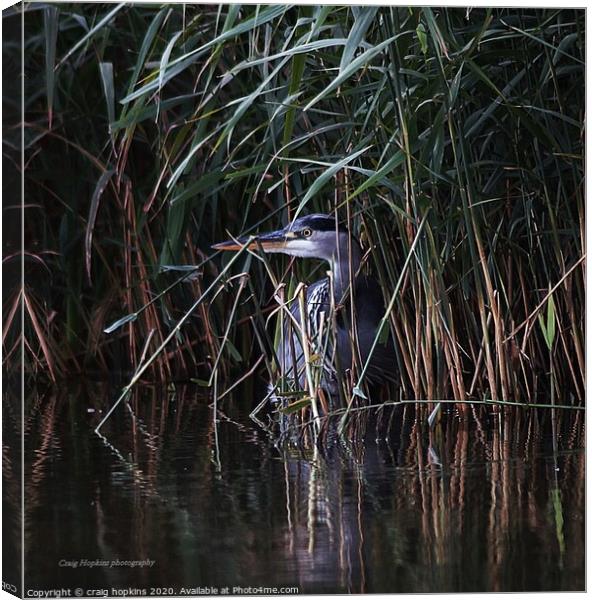 Heron hiding in the reeds Canvas Print by craig hopkins