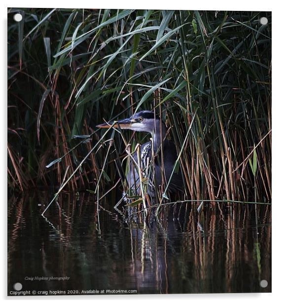Heron hiding in the reeds Acrylic by craig hopkins