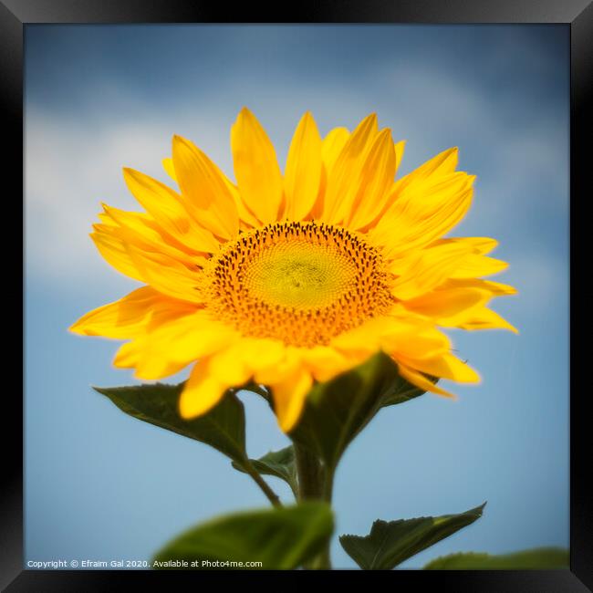 Sunflower  Framed Print by Efraim Gal