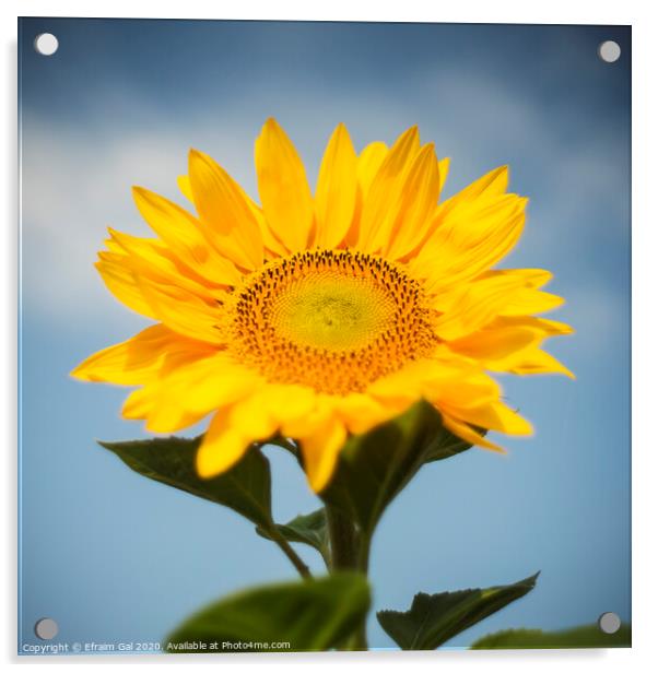 Sunflower  Acrylic by Efraim Gal