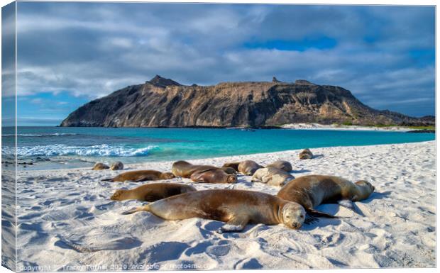 Galapagos Islands, Sea Lions Canvas Print by Tracey Turner