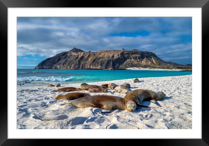 Galapagos Islands, Sea Lions Framed Mounted Print by Tracey Turner