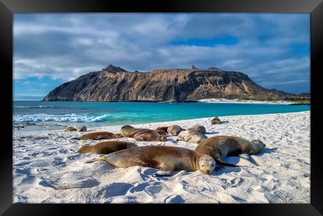 Galapagos Islands, Sea Lions Framed Print by Tracey Turner