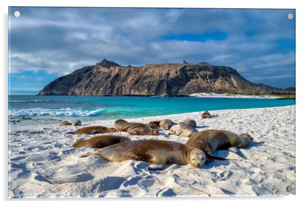 Galapagos Islands, Sea Lions Acrylic by Tracey Turner