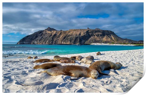 Galapagos Islands, Sea Lions Print by Tracey Turner