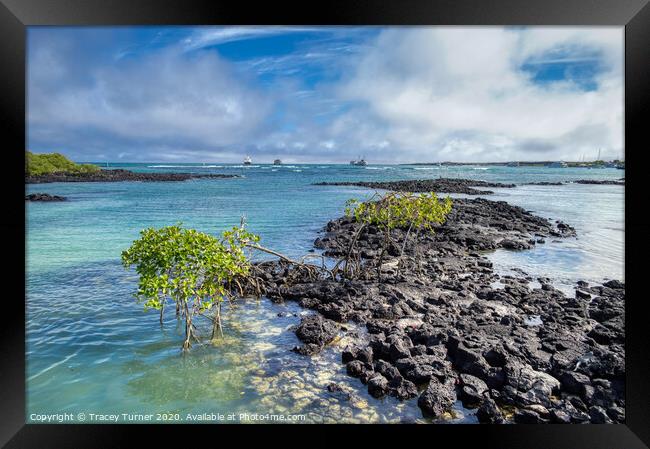 Galapagos Islands Volcanic Rock Framed Print by Tracey Turner