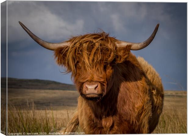 Highland coo Canvas Print by kevin cook