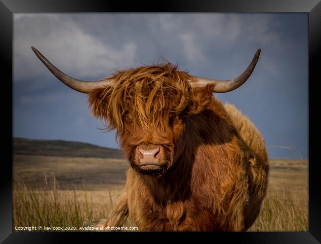 Highland coo Framed Print by kevin cook