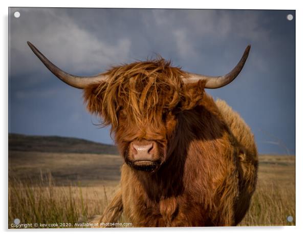 Highland coo Acrylic by kevin cook