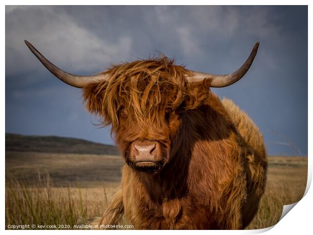 Highland coo Print by kevin cook