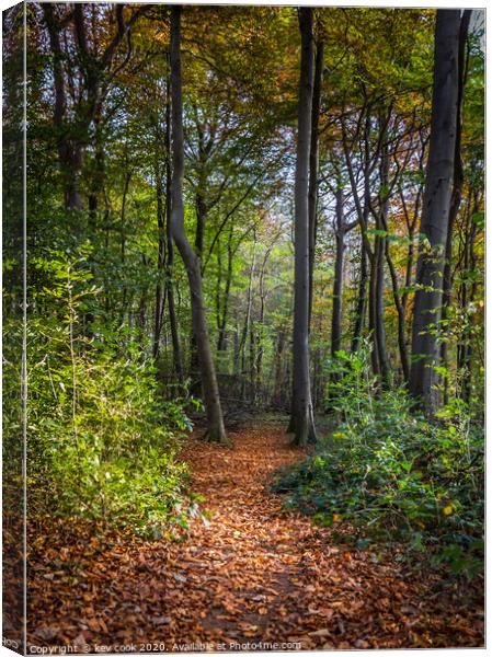 Woodland path Canvas Print by kevin cook