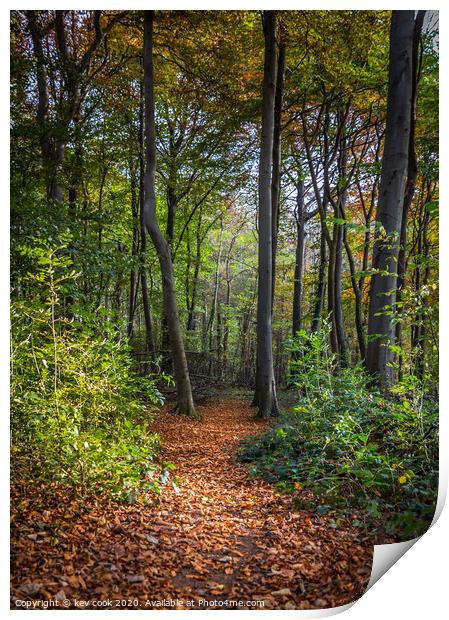 Woodland path Print by kevin cook